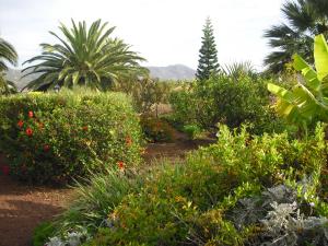 特格斯特Your Island Finca El Picacho A的种植了灌木、树木和棕榈树的花园