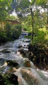 UpalaMineral River Eco Village的一条有岩石和树木的水流