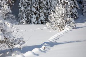 瓦格赖恩Landhaus Maurer的雪覆盖的栅栏,背景是树木