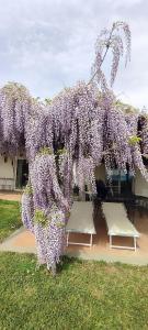 特雷维尼亚诺罗马诺Villa Fonte Tartaruga Trevignano Romano的院子里的紫藤树和两把椅子