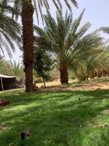 Madain Salehكوخ المزرعة的两棵棕榈树,在绿草丛中