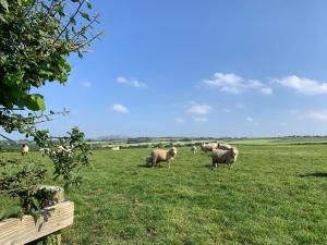 圣奥斯特尔Rescorla Retreats - Ivory的牧羊群在草地上放牧
