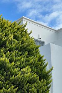 莫诺利索斯Hermoso Luxury Suites的白色房子前面的一大棵绿色树