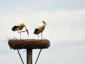 迪尔森-斯托科姆Guesthouse De Wissen的两只鸟站在鸟巢顶上