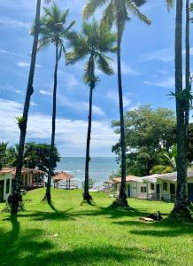 圣卡塔利娜岛Casa Manila的一片棕榈树,在一片与海洋相处的田野里