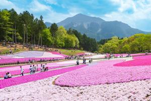 秩父市Ryokan Hiyoshi的一群人走在一片粉红色的花丛中