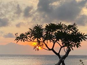 艾湄湾Meditasi Bungalows & Villas的海滩上的一棵树,背着日落
