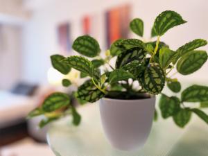 广岛OUCHI HOTEL Hatchobori的一张桌子上白色花瓶中的绿色植物
