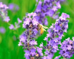 札幌札幌格兰大酒店的蜜蜂坐在紫色的花上