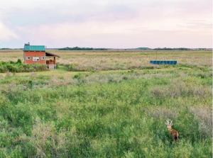 伊图萨因戈Wild Wetlands Lodge的野地中间的鹿