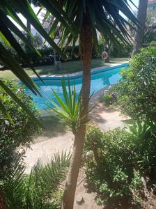 多列毛利诺斯M&H Torremolinos的游泳池前的棕榈树