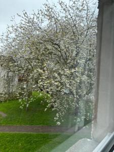邓弗里斯Dumfries Apartment 2的窗户享有树木和白色花卉的景色