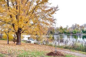 渥太华Century home by river hot tub & parking的湖边有树和长凳的公园
