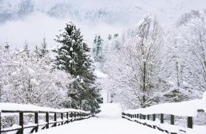 泽尔内什蒂Villa & SPA 4Temporadas BASM - Plaiul Foii的一座有树木和栅栏的雪覆盖的院子
