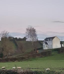 莫纳汉An Teach Cnoc的山坡上的白色房子,有羊在田野里