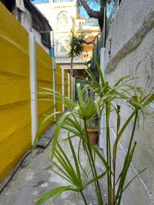 蓬蒂切里SELVAS BUDGET STAY的几株植物坐在黄色的墙上