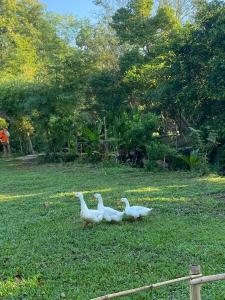清迈Hang Tueng farm stay Chiang Mai แฮงตึง ฟาร์มสเตย์ เชียงใหม่的田野里走在草地上的三只鸭子