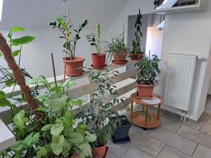 皮耶什佳尼Apartmány Amália的坐在楼梯上的一堆盆栽植物