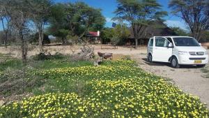 奥马鲁鲁Camp Mara的停在黄色花田旁边的白色面包车