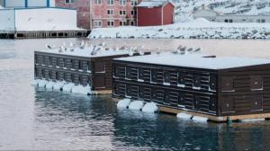 巴特斯峡湾Båtsfjord Royal Hotell的一群鸟坐在水面上建筑物的顶部