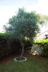 普尔萨诺Casa Ulivo的院子中间的小树