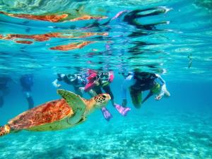 座间味村Marine Lodge Umigoya - Vacation STAY 23086v的一群人用海龟在水中游泳