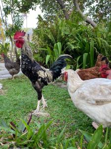 阿廷斯Casa Acquamarina的一群站在草地上的鸡