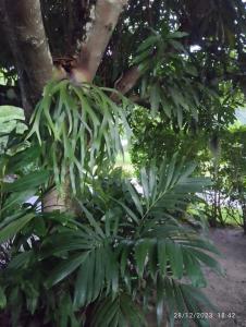 法勒CHAMBRE CHEZ TAPUHERE LODGE的树旁有绿叶的植物