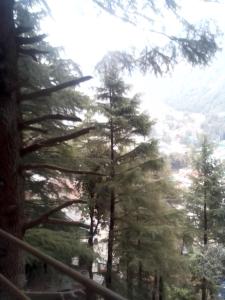 达兰萨拉Himalayan Mountain View的享有松树林的景色