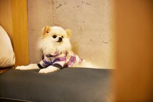 西归浦市济州普雷斯坎普酒店的一只小狗,身着衬衫,坐在床上