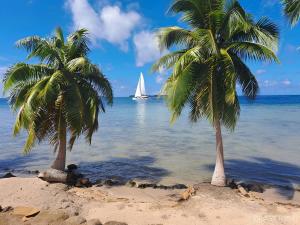 PatioLuxury Waterfront Bungalow + Car的海滩上的两棵棕榈树,在海洋里划一艘帆船