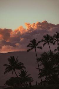 维雷亚大韦利亚华尔道夫度假酒店的日落前的一组棕榈树