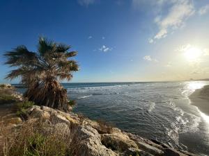 塞古德卡拉斐Bungalows Pescador的海滩上的棕榈树与大海