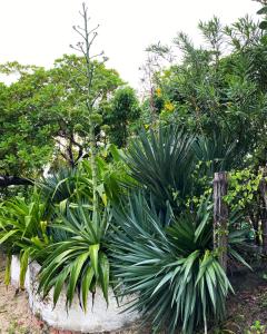 阿廷斯Casa Acquamarina的花园里的一束植物