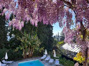 阿罗纳White Lilac Romantic B&B - Adults only的游泳池上一棵紫色花的树