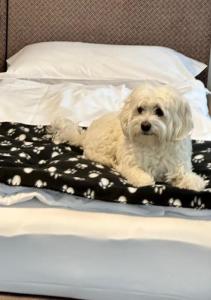 坎诺比奥Aquazzurra Resort & Aparthotel的一只白色的狗躺在床上