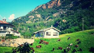 巴尔德Agriturismo Le Rocher Fleuri的一群牛在房子前面的田野里放牧