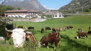 巴尔德Agriturismo Le Rocher Fleuri的一群牛在草地上放牧