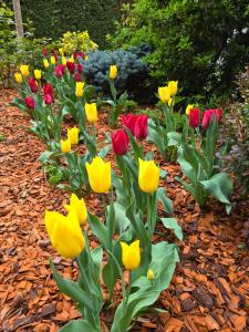 普洛耶什蒂亚鲁斯酒店的花园里的一束五颜六色的鲜花