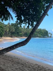 圣多美Résidence Gabrielle的海滩上的棕榈树与大海