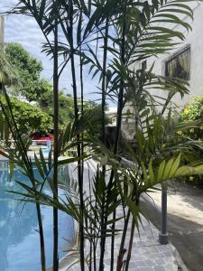 阿塔卡梅斯HOTEL PAL-MAR的游泳池前的棕榈树