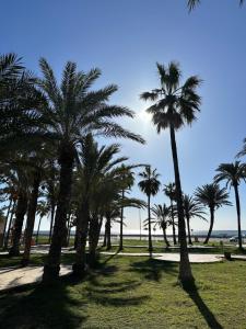 马赫迪耶Hotel Dar Al Madina的一群棕榈树在海洋公园里