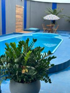 帕劳阿佩巴斯Recife Palace Hotel的游泳池旁花瓶里的植物