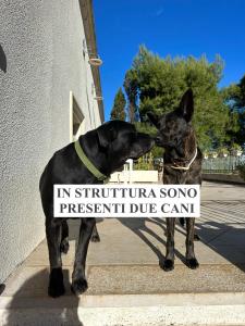 圣凯撒利亚温泉La Dimora di Ulisse的一只狗站在另一只狗旁边,脸上贴着标志