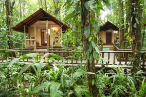 托尔图格罗Aninga Lodge的丛林中的度假村,种有树木和植物