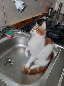 巴统Everyday Cat Hostel的一只橙色和白色的猫坐在水槽里