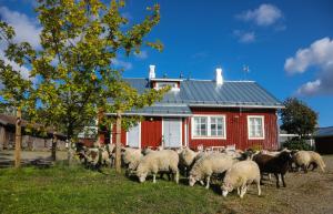 兰塔萨尔米Putkisalon Kartano Hellahuoneisto的一群羊站在红房子前面