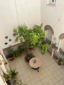 科尔多瓦ALYANA的种有盆栽植物的庭院和桌子