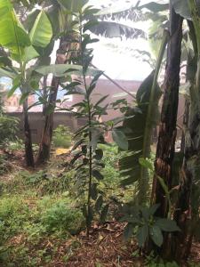 卡巴莱Gorilla Homestay Kabale的森林中间的香蕉树