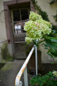Soultzbach-les-BainsLes anciens thermes的门前有白色花的植物